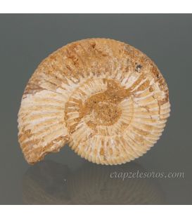 Amonites Choffatia fósil de Madagascar