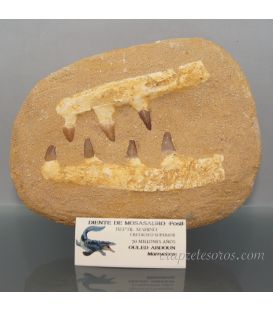 Mandíbula fosil de Mosasauro de Marruecos