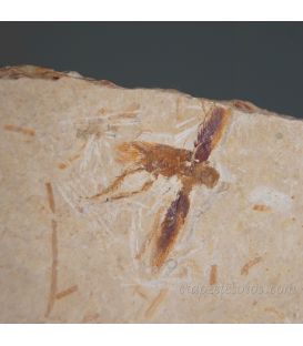 Insecto (escarabajo) fosil